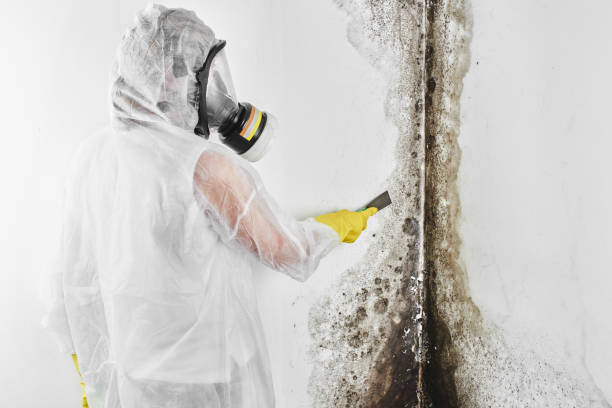 Best Professional Mold Removal  in Palmer, AK