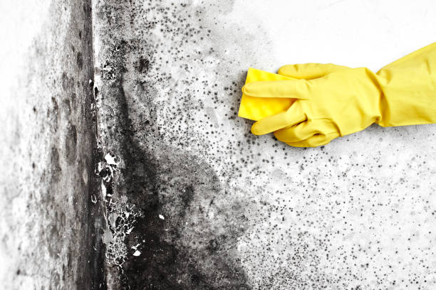 Best Home Mold Removal  in Palmer, AK
