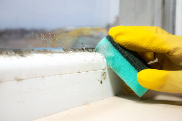 Best Emergency Mold Removal  in Palmer, AK
