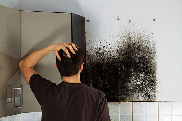 Best Mold Removal Company Near Me  in Palmer, AK