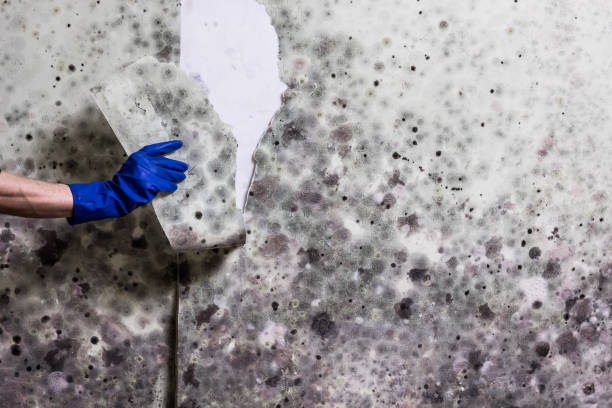 Best Black Mold Removal  in Palmer, AK